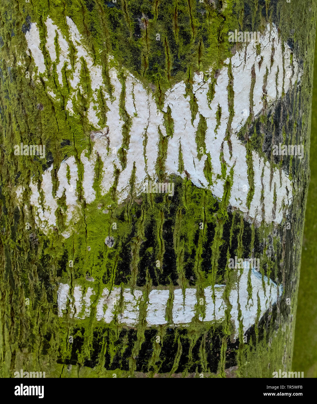 Croix blanche, panneau sur l'écorce, Allemagne Banque D'Images