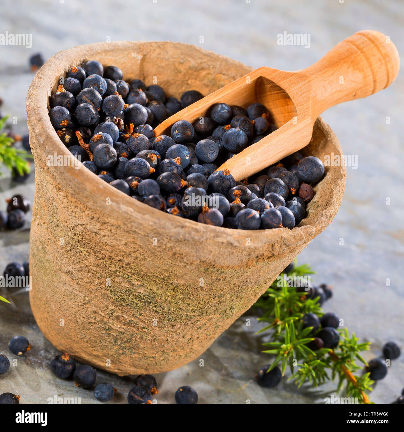 Genévrier commun, Juniperus communis (Genévrier), les baies de genièvre dans un pot avec une cuillère de bois, Allemagne Banque D'Images