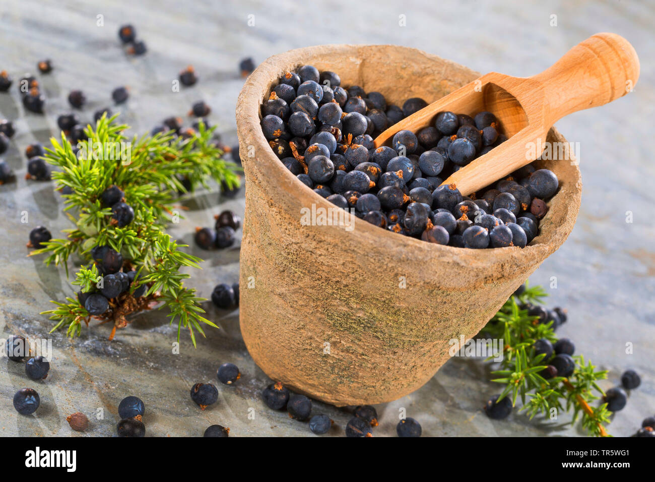 Genévrier commun, Juniperus communis (Genévrier), les baies de genièvre dans un pot avec une cuillère de bois, Allemagne Banque D'Images