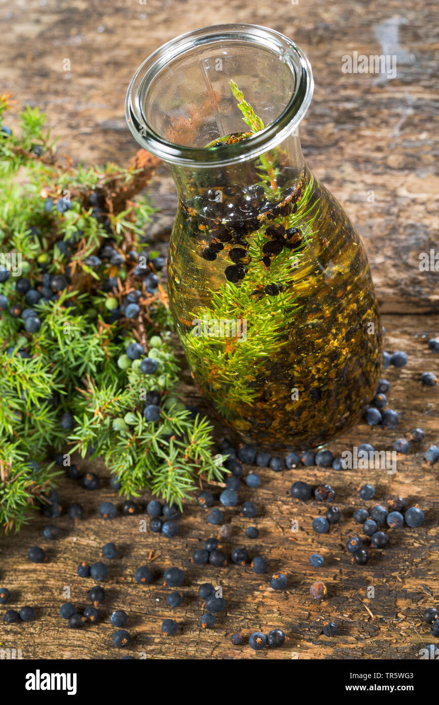 Genévrier commun, Juniperus communis (Genévrier), alcool de genièvre selfmade, Allemagne Banque D'Images