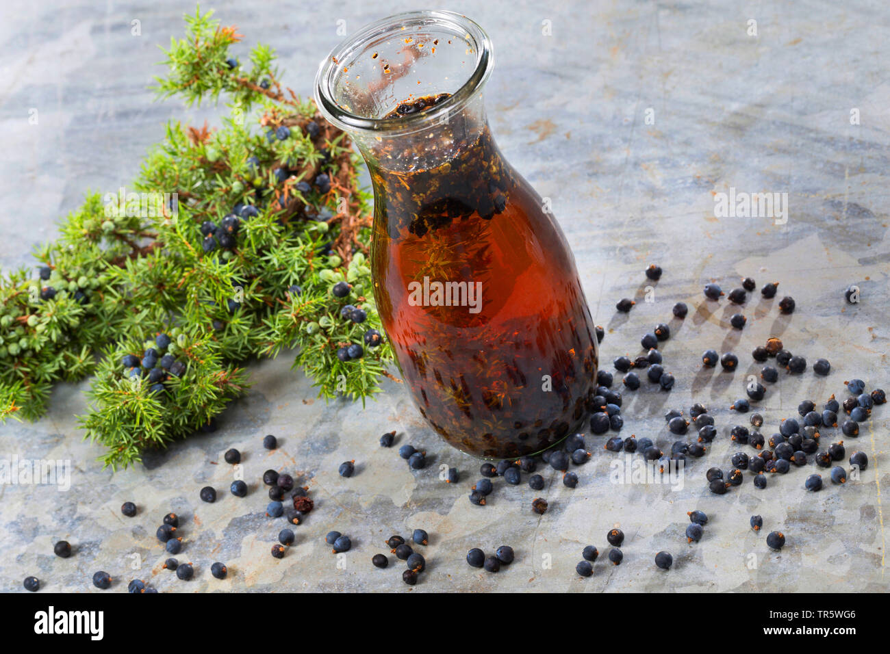 Genévrier commun, Juniperus communis (Genévrier), alcool de genièvre selfmade, Allemagne Banque D'Images