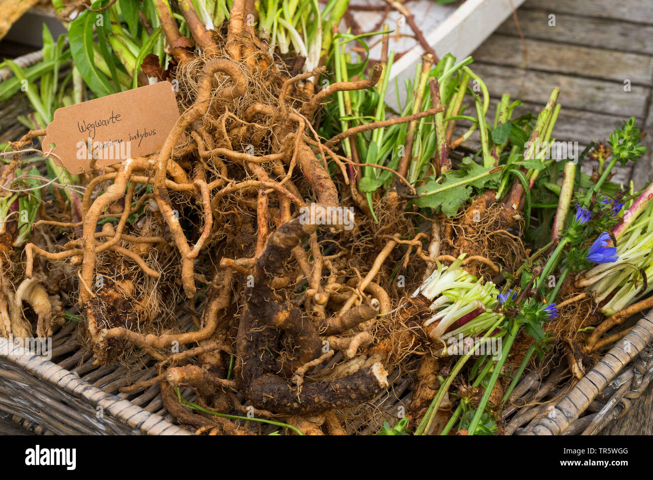 Les marins bleu commun, chicorée, wild succory (Cichorium intybus), racines avec étiquette, Allemagne Banque D'Images