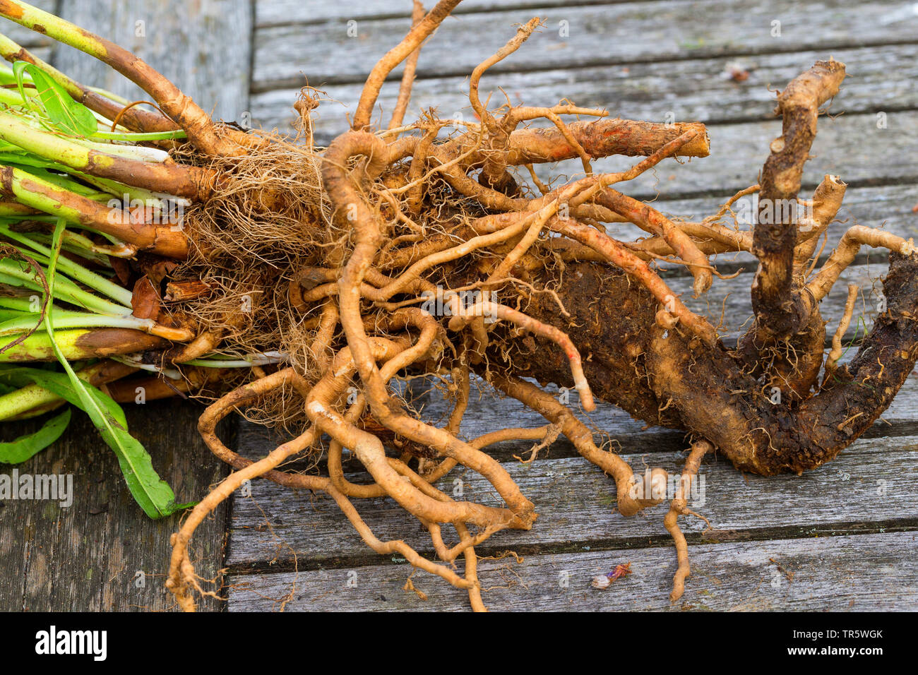 Les marins bleu commun, chicorée, wild succory (Cichorium intybus), racines, Allemagne Banque D'Images