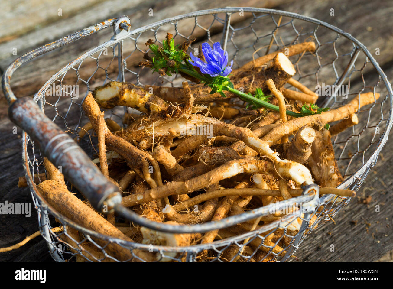 Les marins bleu commun, chicorée, wild succory (Cichorium intybus), racines dans un panier, Allemagne Banque D'Images