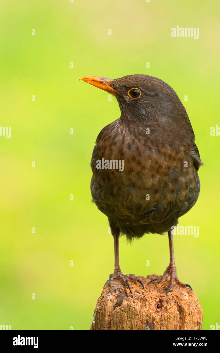 Blackbird (Turdus merula), femme assise dans un pôle de pâturage, l'Allemagne, Rhénanie du Nord-Westphalie Banque D'Images Blackbird (Turdus merula), femme assise dans un pôle de pâturage, l'Allemagne, Rhénanie du Nord-Westphalie Banque D'Images