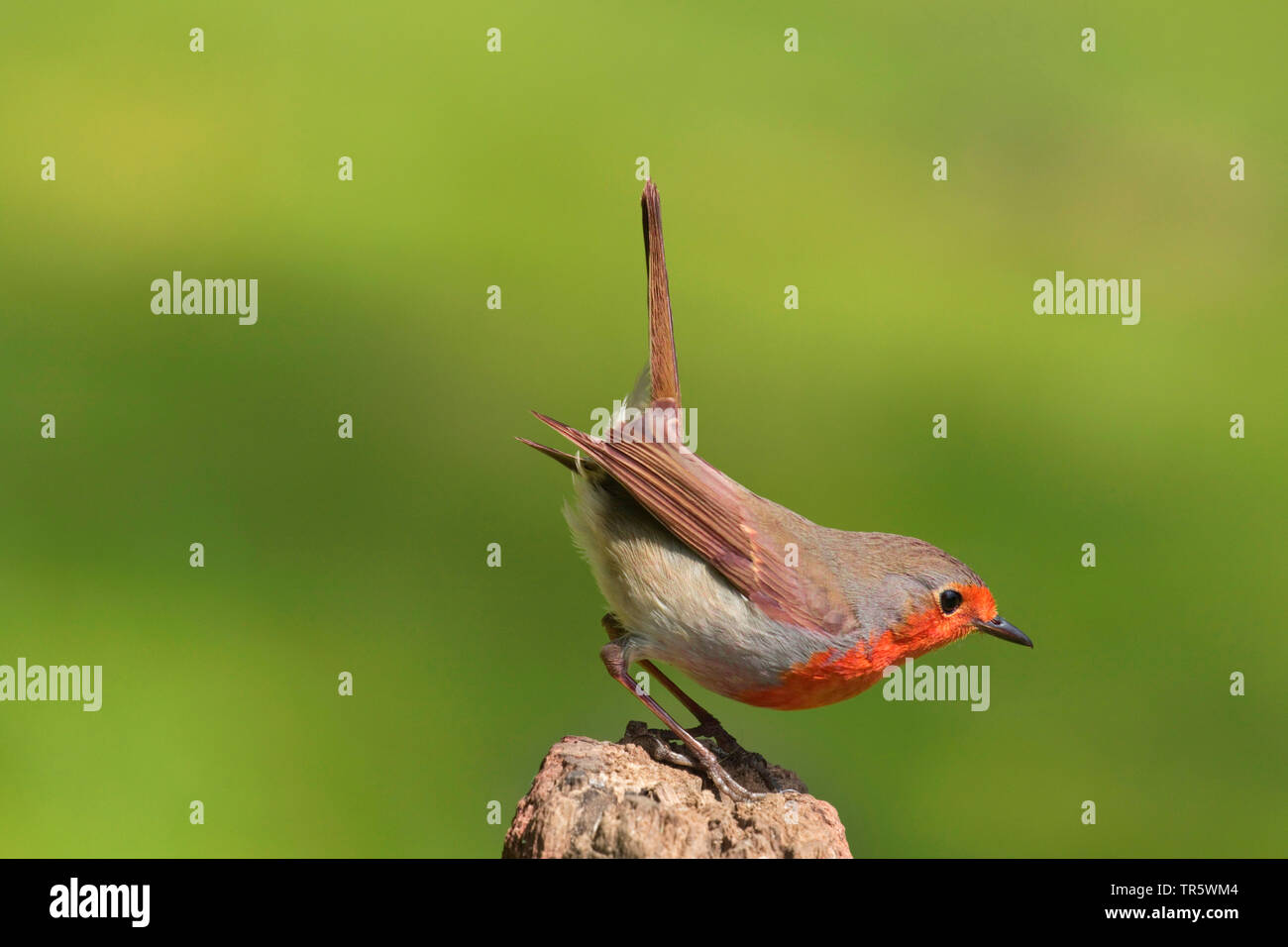 European robin (Erithacus rubecula aux abords), assise sur un poteau de pâturage, vue de côté, l'Allemagne, Rhénanie du Nord-Westphalie Banque D'Images European robin (Erithacus rubecula aux abords), assise sur un poteau de pâturage, vue de côté, l'Allemagne, Rhénanie du Nord-Westphalie Banque D'Images