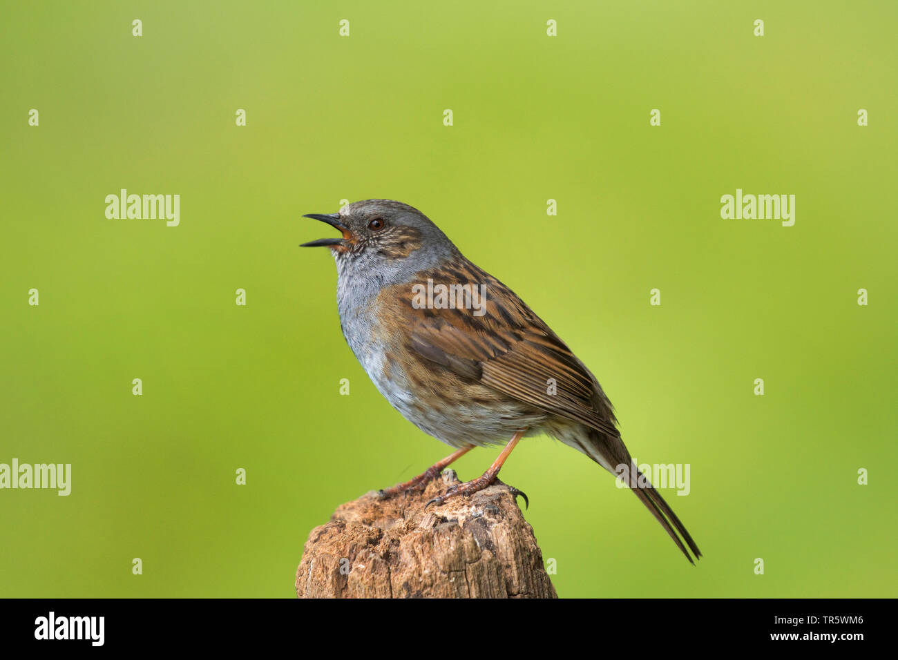 Nid (Prunella modularis), chant, squeeker Allemagne, Rhénanie du Nord-Westphalie Banque D'Images