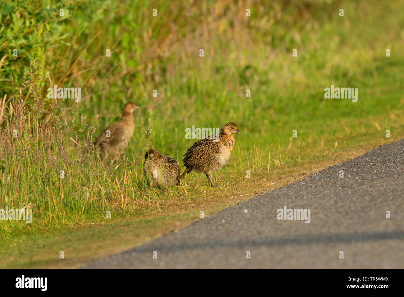 Le faisan commun, Caucase, faisan, Faisan de Colchide Phasianus colchicus (Caucase), des poussins sur le bord de la route, l'ALLEMAGNE, Basse-Saxe, Norderney Banque D'Images