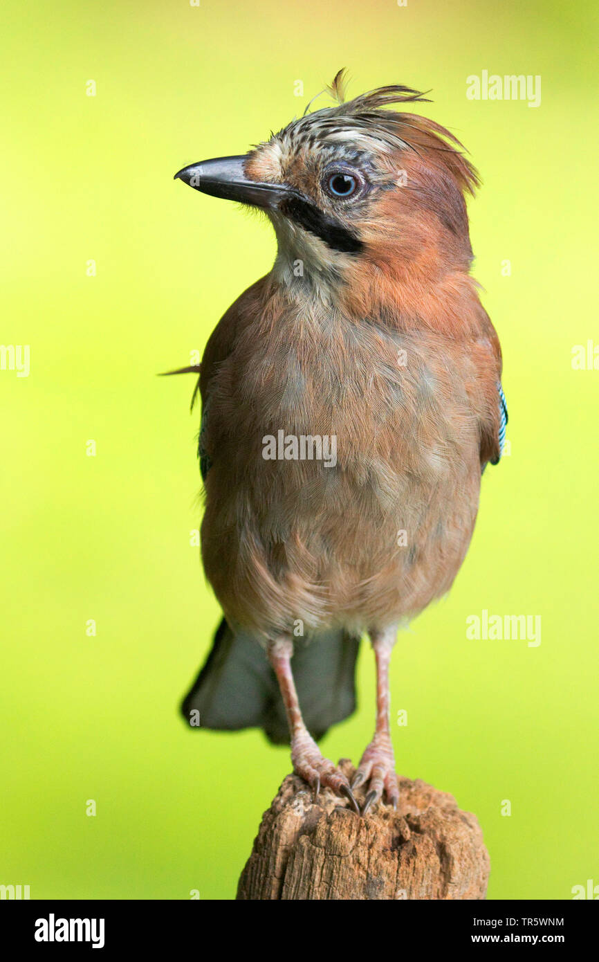 Jay (Garrulus glandarius), assise sur un poteau de pâturage, l'Allemagne, Rhénanie du Nord-Westphalie Banque D'Images Jay (Garrulus glandarius), assise sur un poteau de pâturage, l'Allemagne, Rhénanie du Nord-Westphalie Banque D'Images