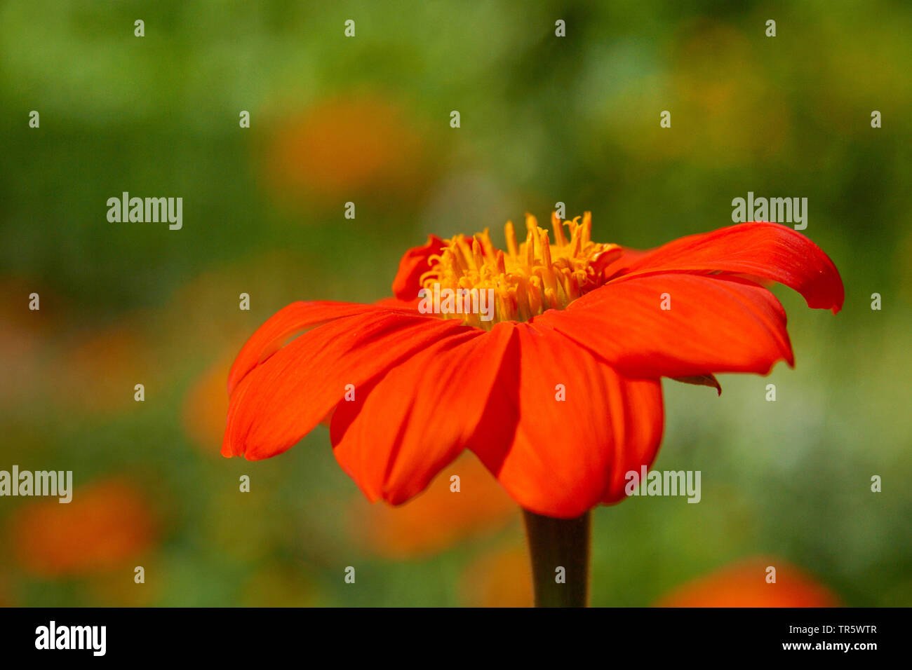 Tournesol mexicain (Tithonia rotundifolia), inflorescence, Allemagne, Rhénanie du Nord-Westphalie Banque D'Images