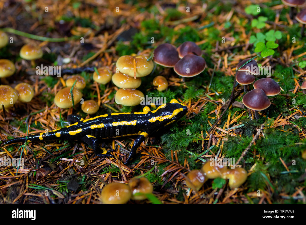 Salamandre terrestre européen (Salamandra salamandra), dans une forêt à la recherche de nourriture chez les champignons, Suisse, Sankt Gallen Banque D'Images