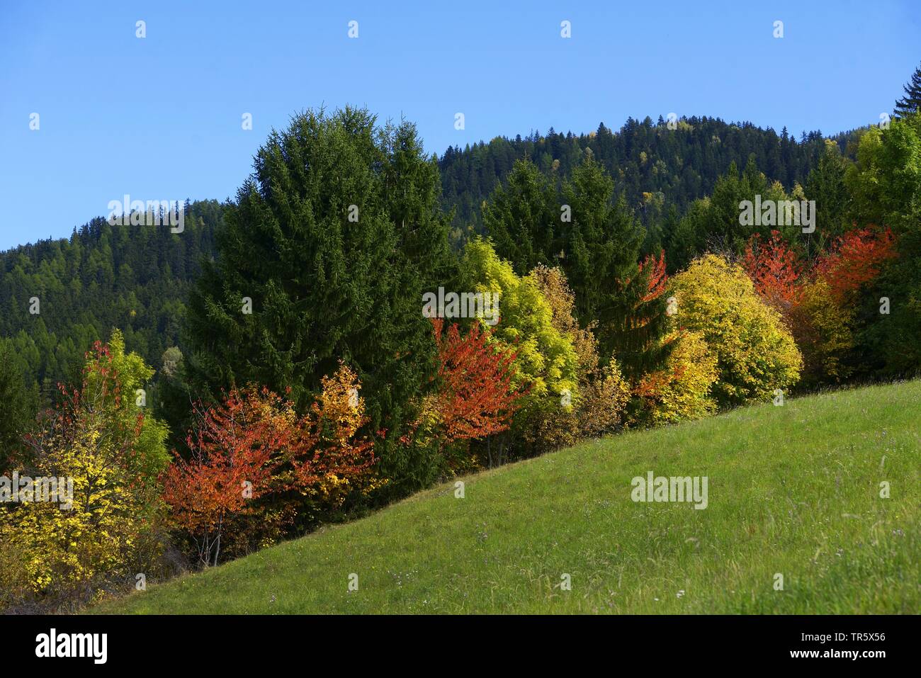 Pente de montagne boisée à l'automne, France, Savoie, Bourg Saint Maurice Banque D'Images