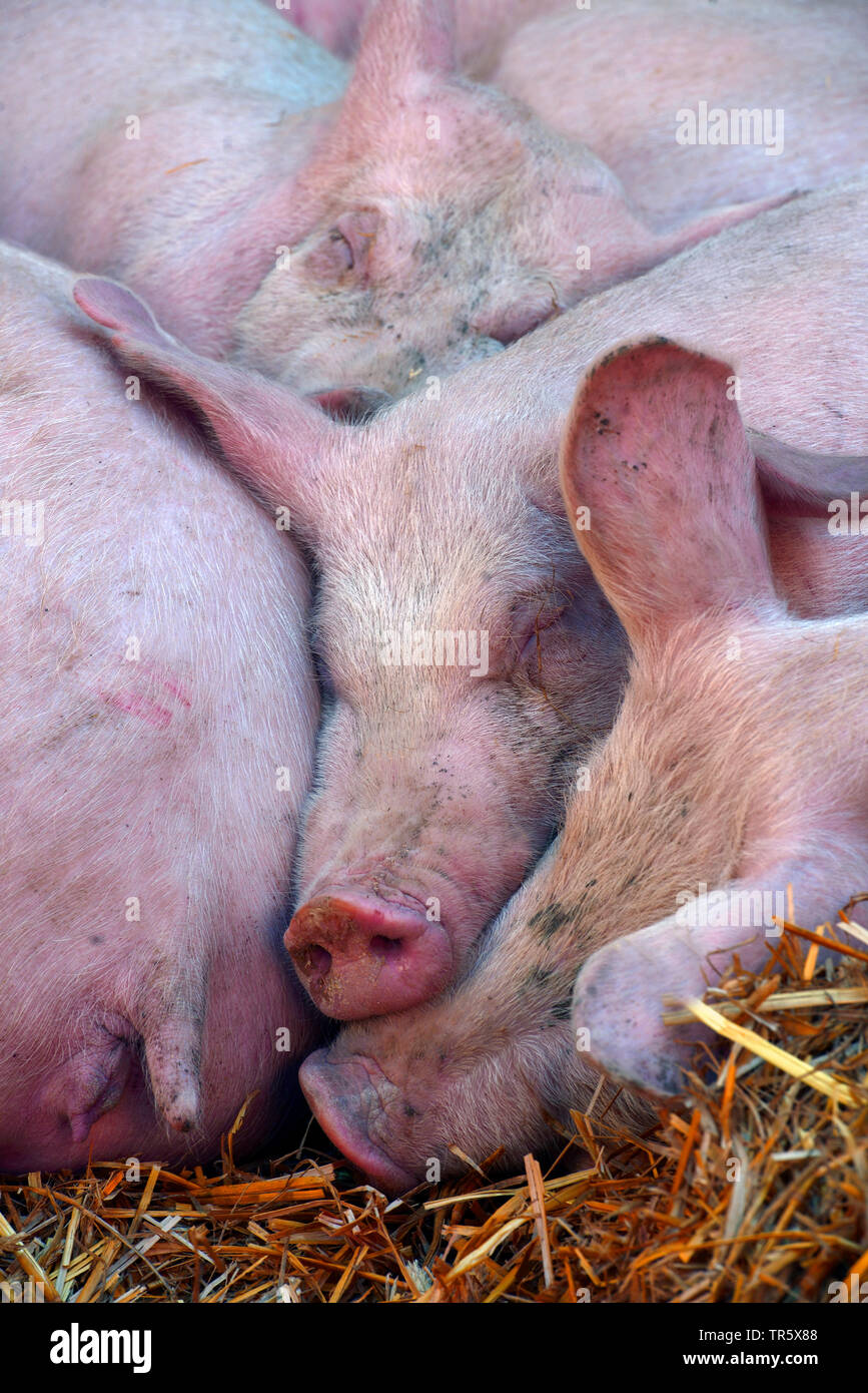 Porc domestique (Sus scrofa domestica) f., dormir les porcs, France Banque D'Images