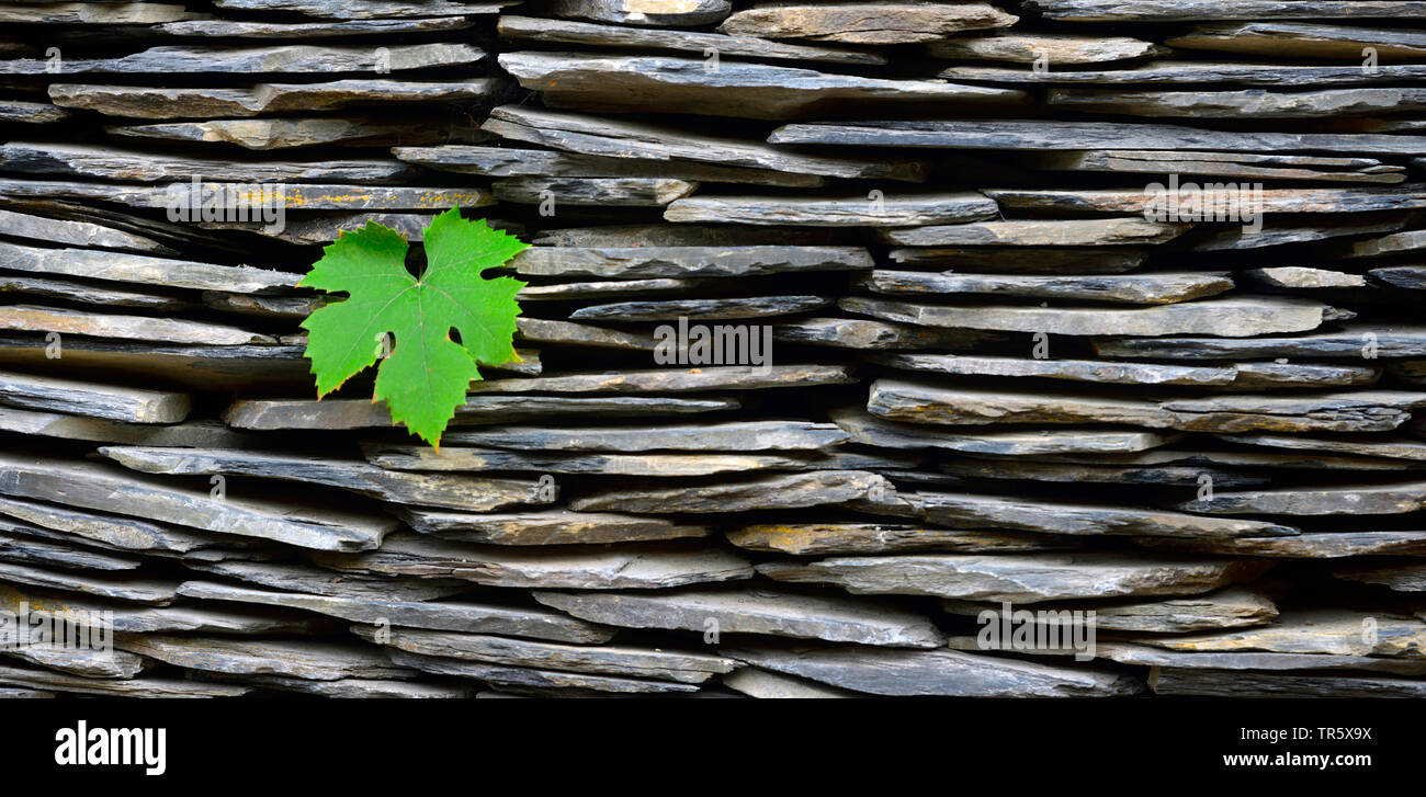 Vigne raisin, vigne (Vitis vinifera) feuille de vigne, dans un mur de pierre, France Banque D'Images