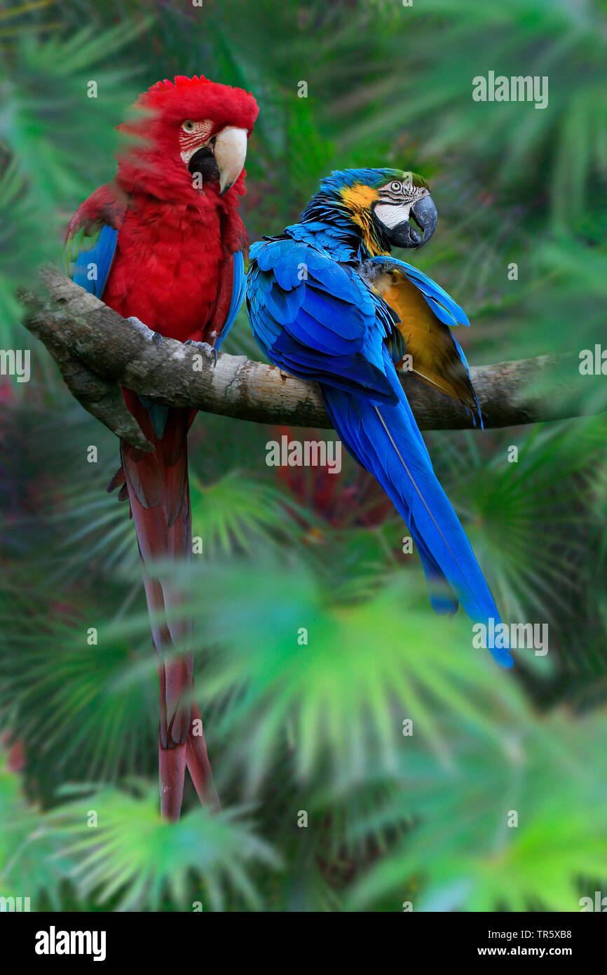 Green-winged Macaw (Ara chloroptera), assis sur une branche avec Blue-and-yellow macaw Banque D'Images