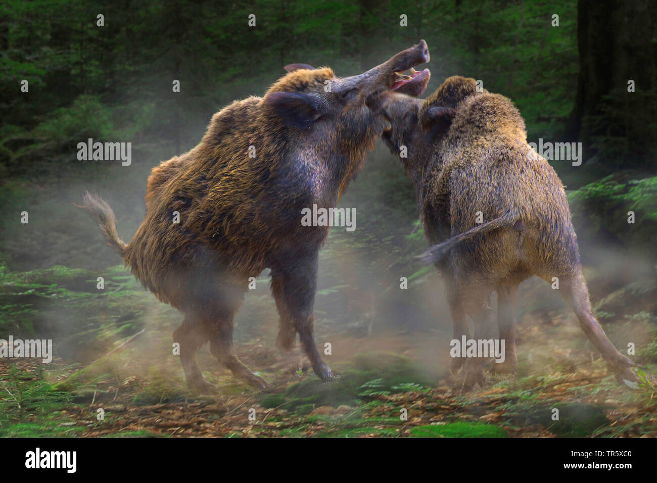 Le sanglier, le porc, le sanglier (Sus scrofa), wild sow lutte avec krosian dans la forêt, Allemagne Banque D'Images