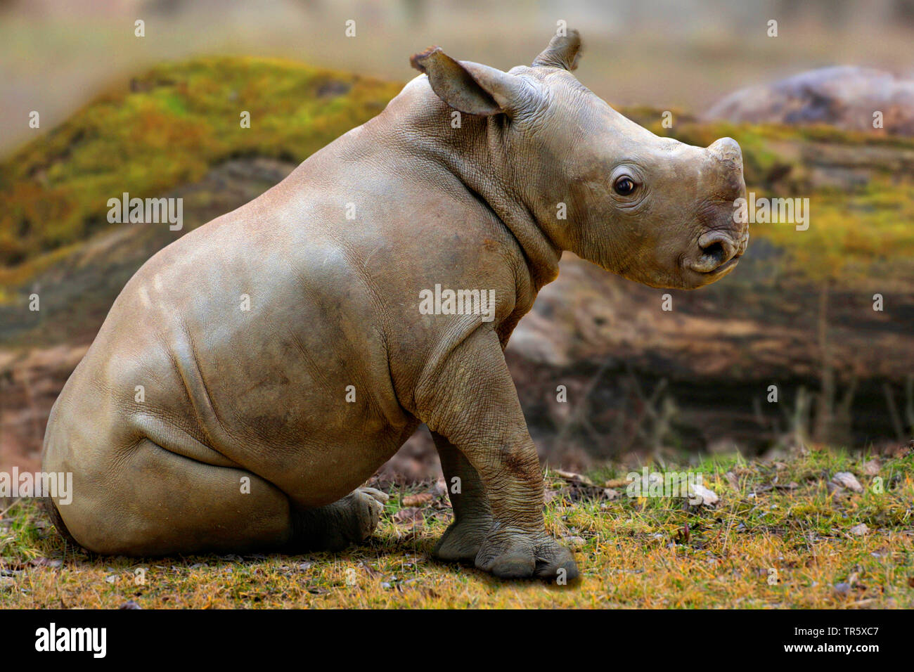 A rhino sitting Banque de photographies et d'images à haute résolution -  Alamy