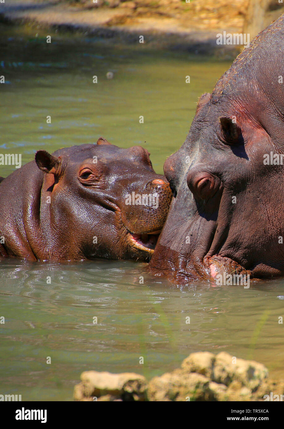 Hippopotame, hippopotame, hippopotame commun (Hippopotamus amphibius), jeune animal avec la mère dans l'eau Banque D'Images