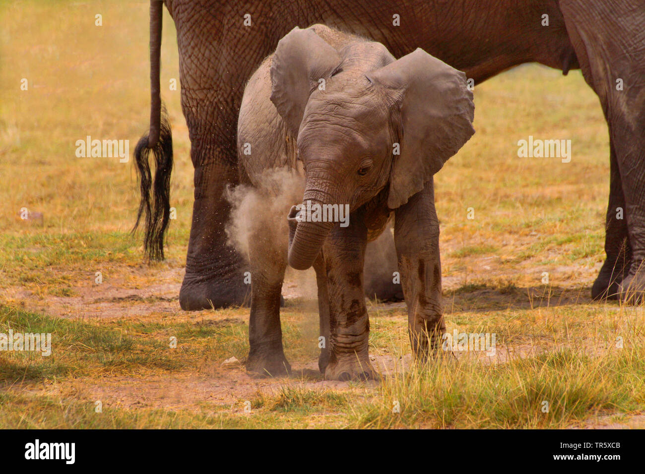 L Elephant Africain Loxodonta Africana Bebe Elephant Se Jeter Avec De La Terre Vue De Face L Afrique Photo Stock Alamy