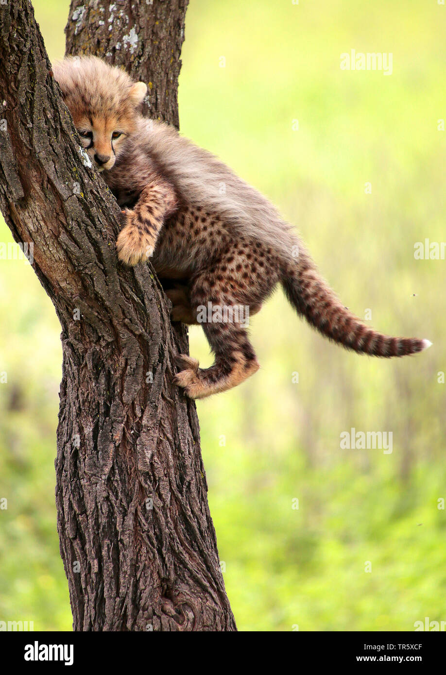 Le Guépard (Acinonyx jubatus), pup, grimpant sur un arbre, de l'Afrique Banque D'Images