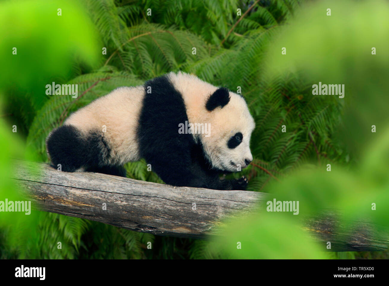 Panda géant (Ailuropoda melanoleuca), pup sur un arbre, Chine Banque D'Images
