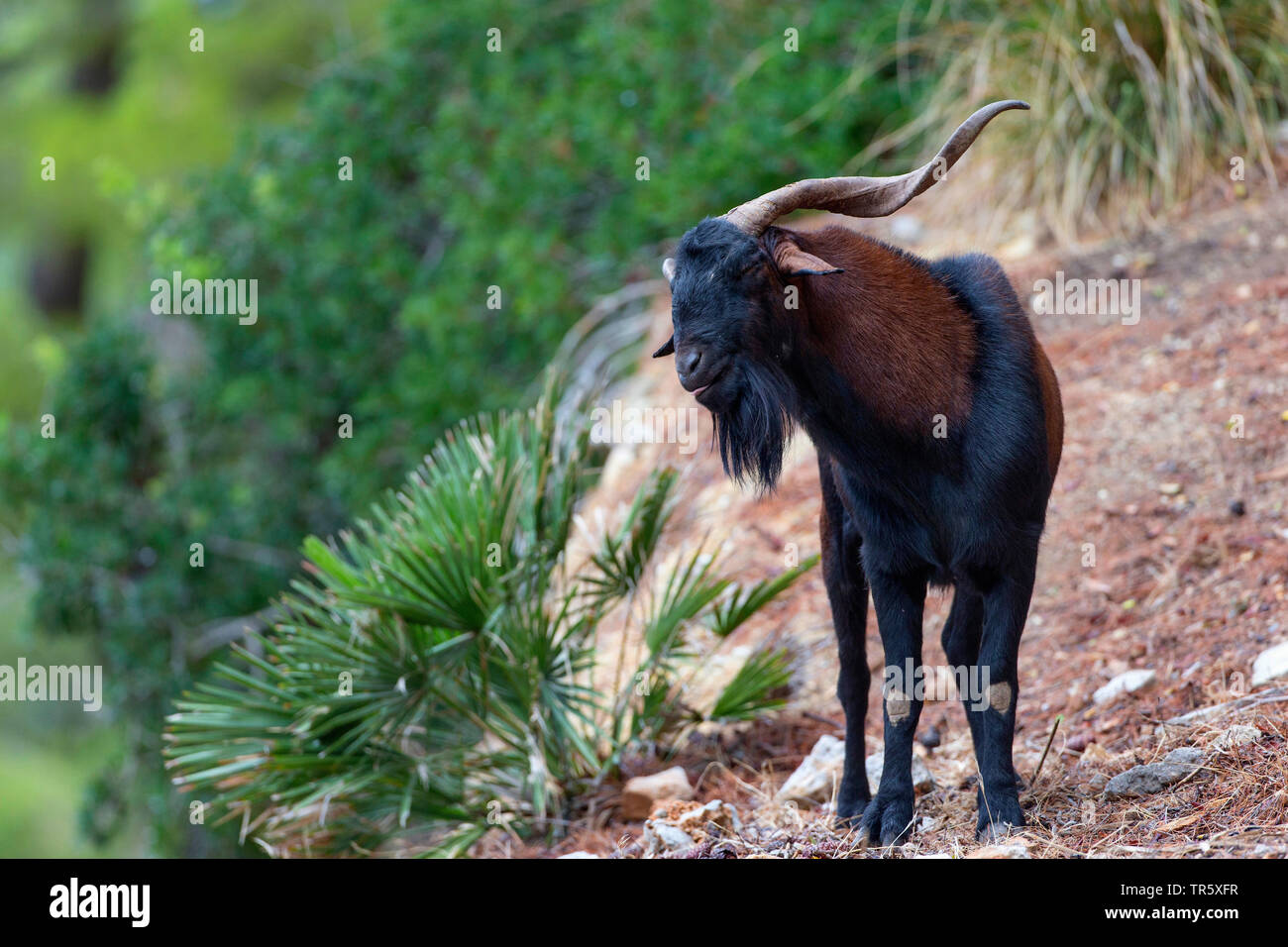 Chèvre sauvage Balearian (Capra hircus, Capra aegagrus f. hircus), feral Billy Goat sur Majorque, vue de face, l'Espagne, Baléares, Majorque, Serra de Tramuntana Banque D'Images