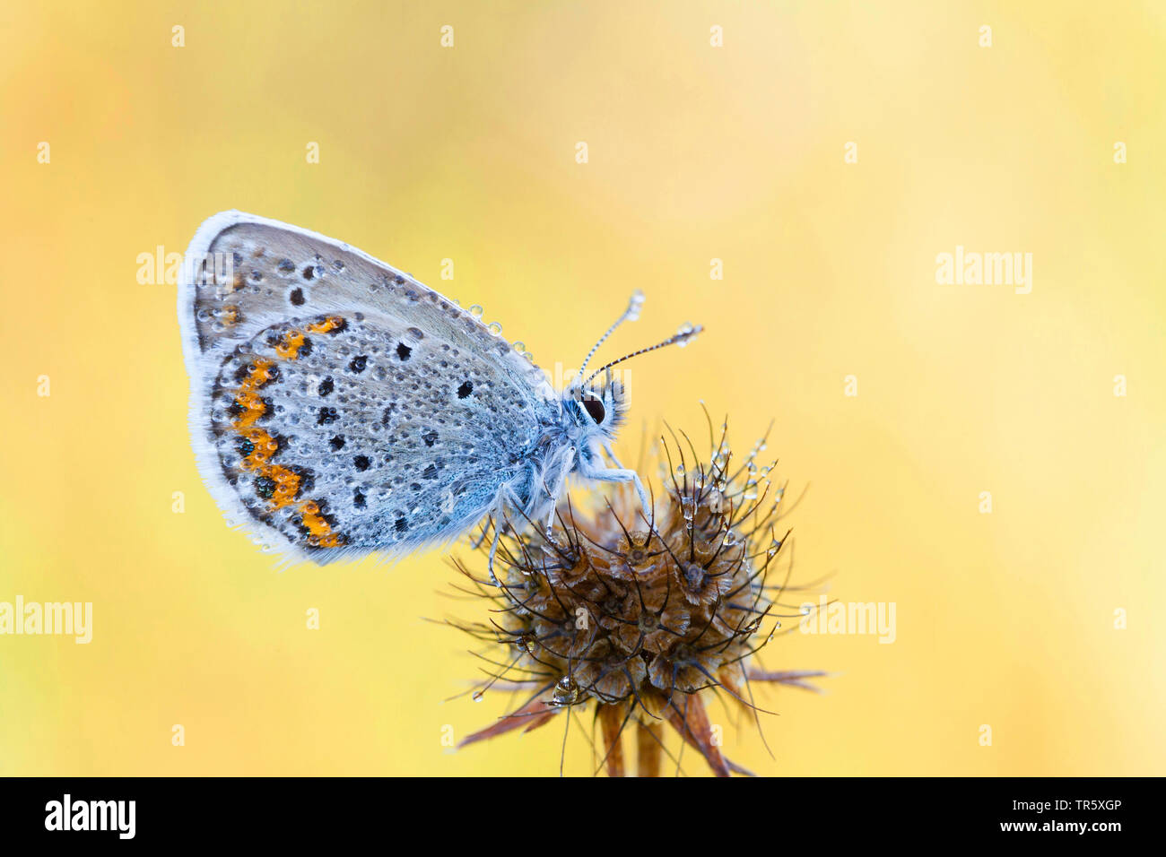 Les Idas Blue, Northern Blue (Plebejus idas, Plebeius idas), homme, vue latérale, Allemagne Banque D'Images