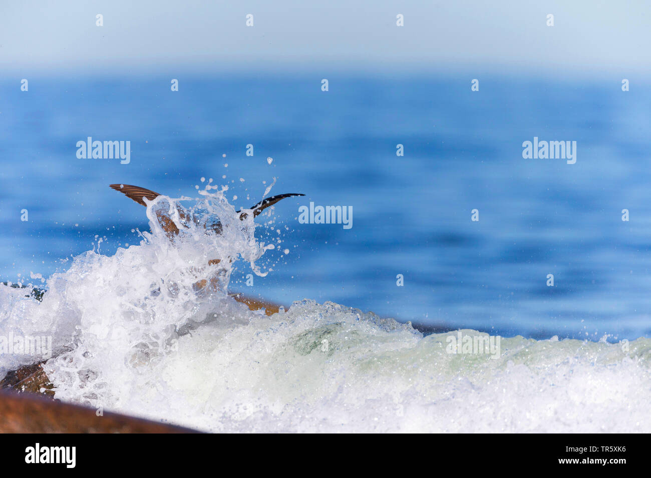 L'eider à duvet (Somateria mollissima), femme de vol dans l'augmentation de la demande, la Suède Banque D'Images