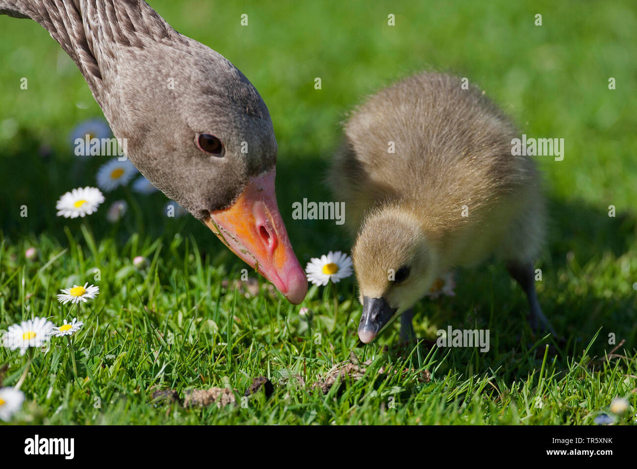 Oie cendrée (Anser anser), Poule mangeant goose avec gosling dans un pré, en Allemagne, en Bavière Banque D'Images