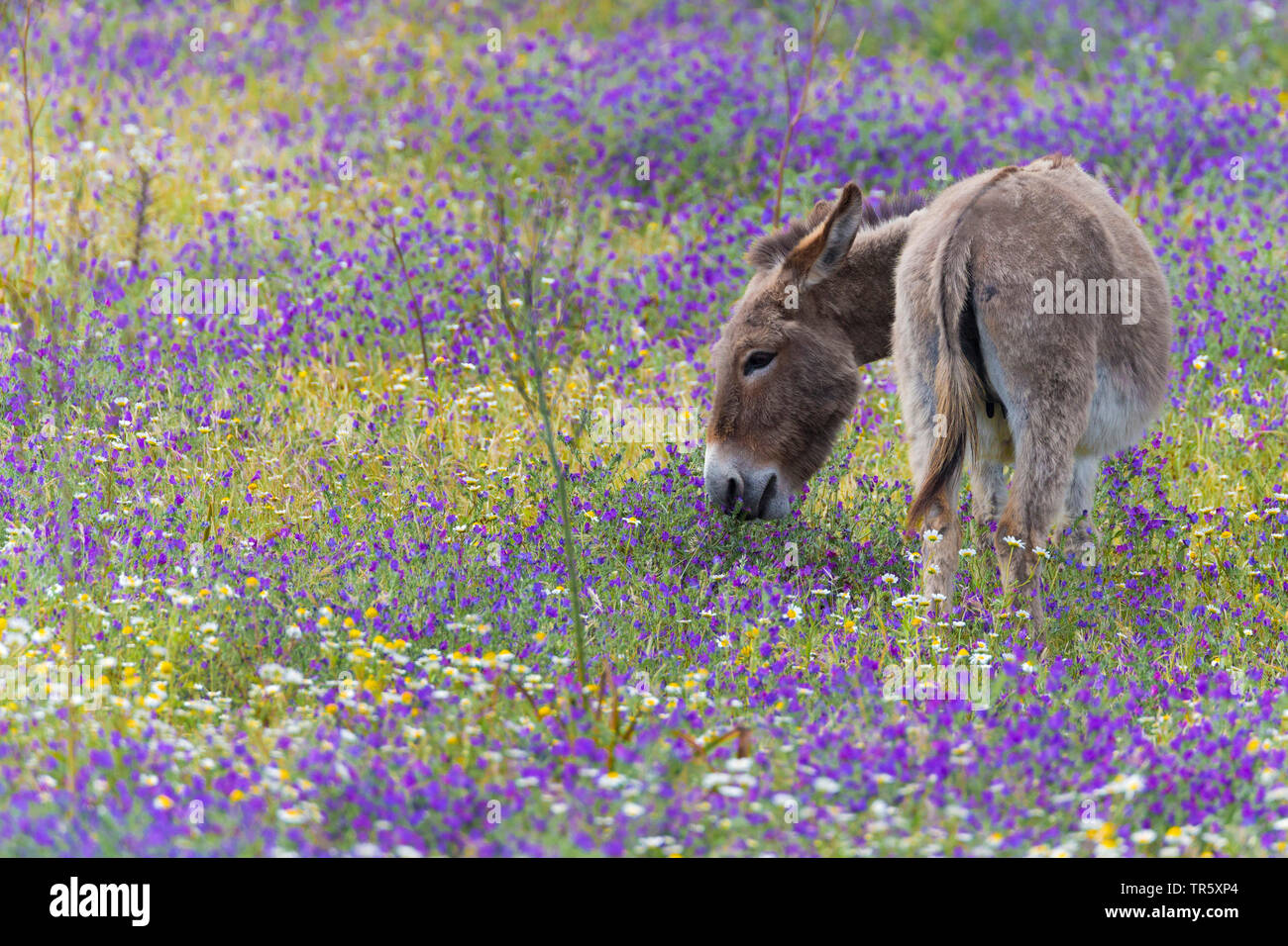 L'âne domestique (Equus asinus asinus), debout dans une prairie de fleurs en fleurs, de l'Italie, Sardaigne, Alghero Banque D'Images