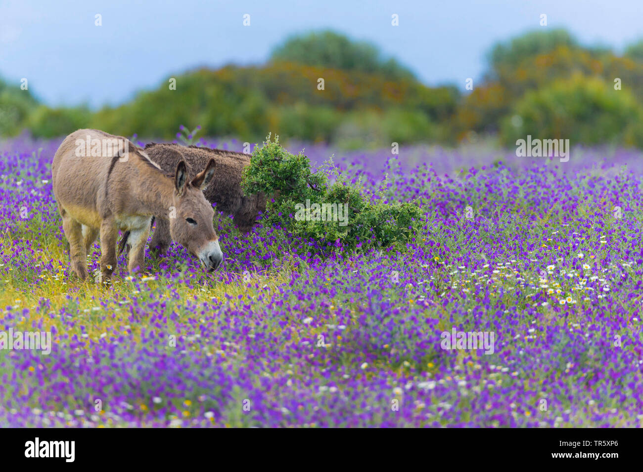 L'âne domestique (Equus asinus asinus), debout dans une prairie de fleurs en fleurs, de l'Italie, Sardaigne, Alghero Banque D'Images