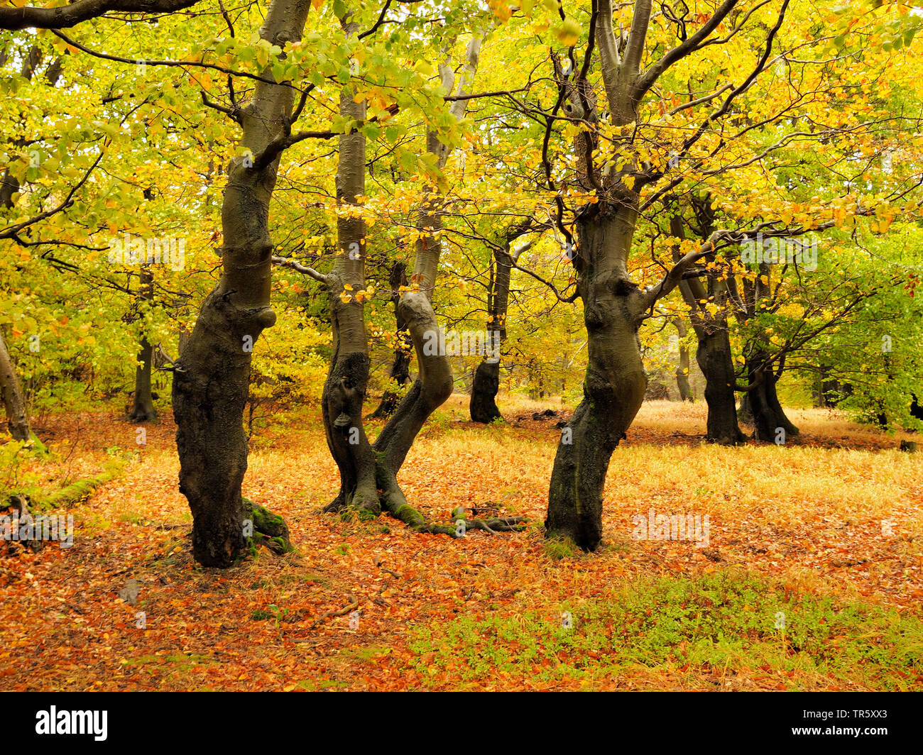 Le hêtre commun (Fagus sylvatica), vieille forêt de hêtres en automne, Bournak, République tchèque, montagnes, zones extractives Bournak, Mikulov Banque D'Images