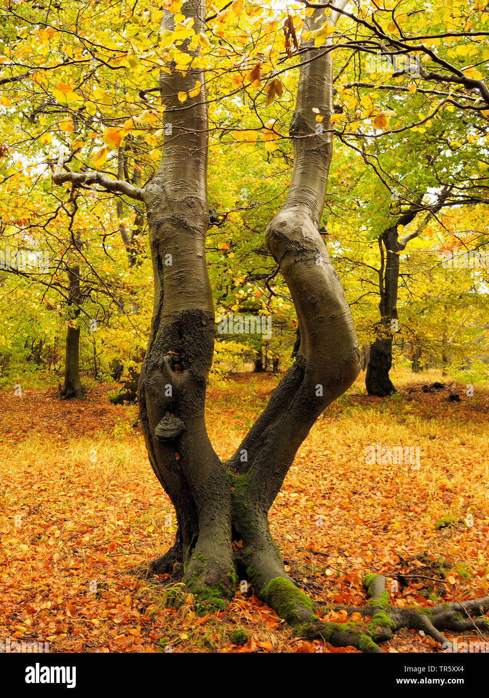 Le hêtre commun (Fagus sylvatica), vieille forêt de hêtres en automne, Bournak, République tchèque, montagnes, zones extractives Bournak, Mikulov Banque D'Images