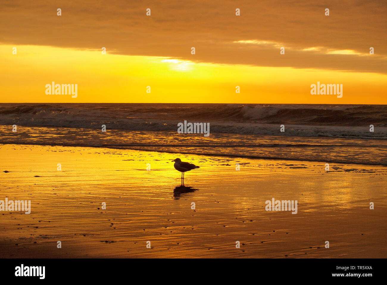 Mouette sur la plage de la mer du Nord au coucher du soleil, Pays-Bas, Zandvoort Banque D'Images