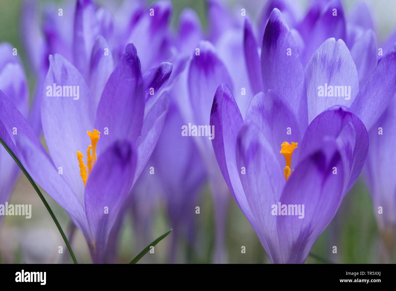 Crocus Crocus du printemps, néerlandais (Crocus vernus, Crocus neapolitanus), la floraison, la Slovénie Banque D'Images