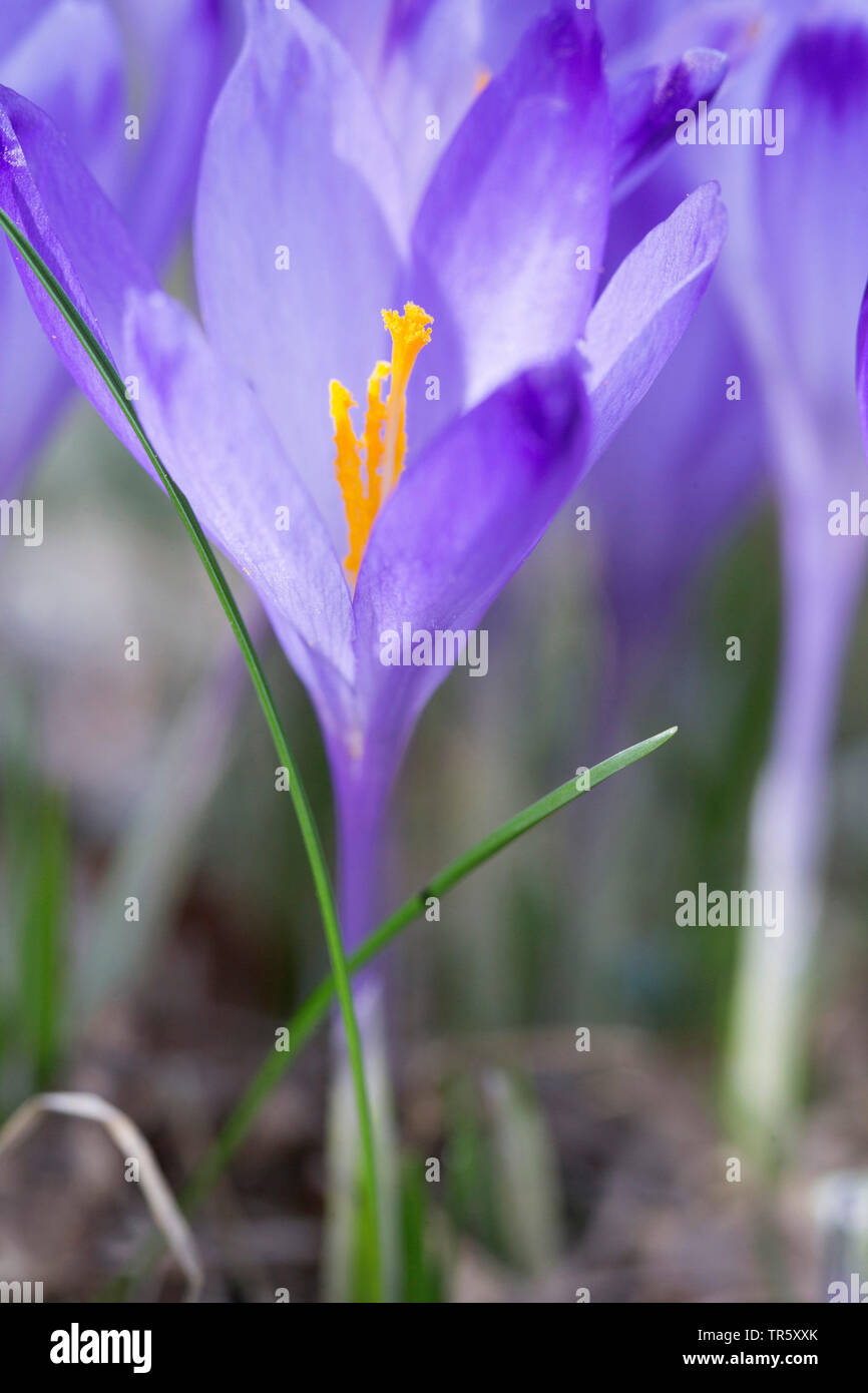 Crocus Crocus du printemps, néerlandais (Crocus vernus, Crocus neapolitanus), la floraison, la Slovénie Banque D'Images