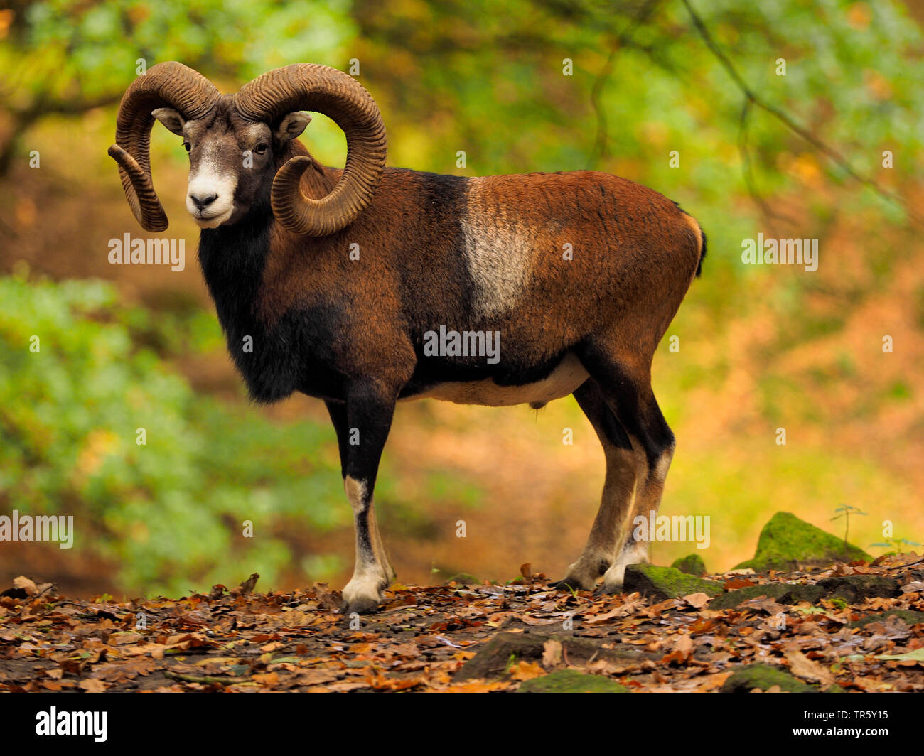 Mouflon (Ovis musimon, Ovis gmelini musimon, Ovis orientalis musimon), ram se tenant dans une forêt d'automne, vue de côté, l'Allemagne, la Saxe Banque D'Images Mouflon (Ovis musimon, Ovis gmelini musimon, Ovis orientalis musimon), ram se tenant dans une forêt d'automne, vue de côté, l'Allemagne, la Saxe Banque D'Images