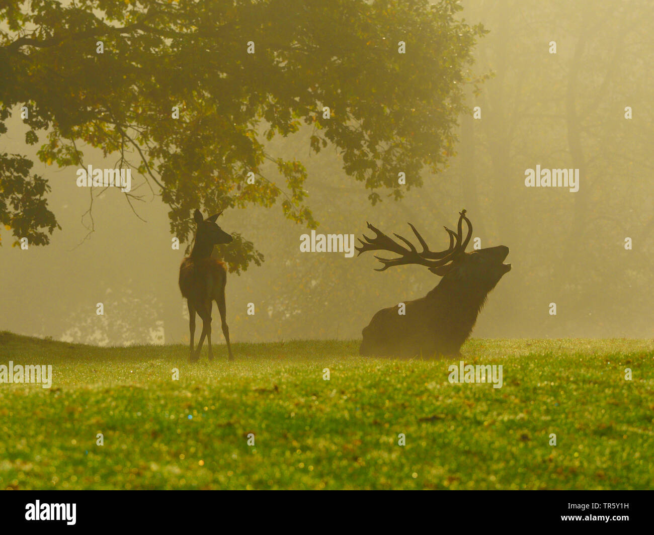 Red Deer (Cervus elaphus), rugissant hart avec Dupont dans la brume matinale sur une clairière, l'Allemagne, la Saxe Banque D'Images