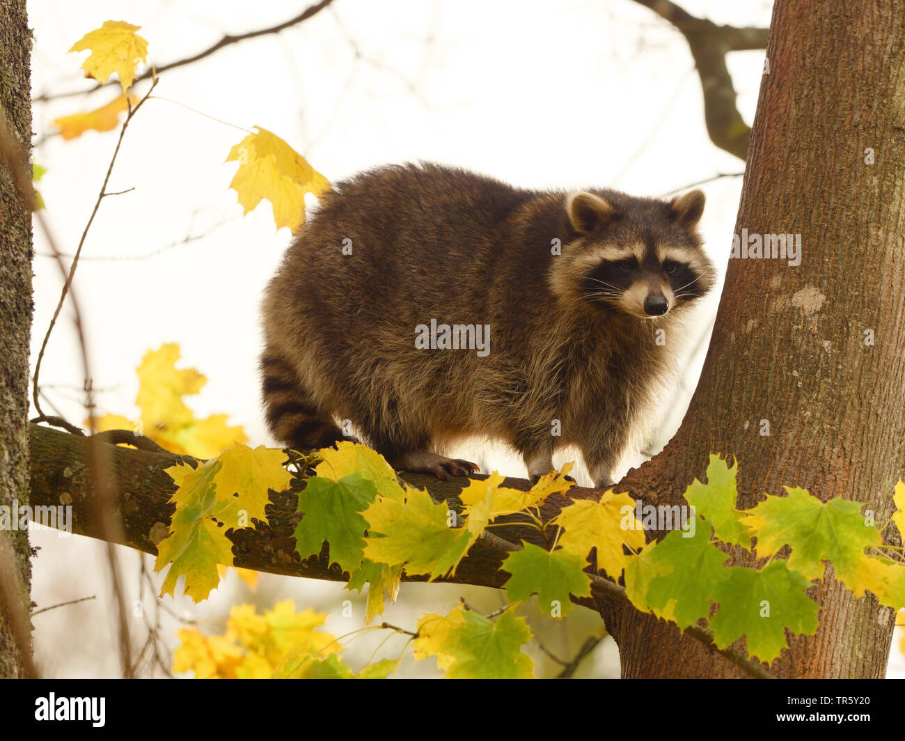 Politique raton laveur (Procyon lotor), l'escalade dans un arbre en automne, steht auf einem Ast, Germany Banque D'Images