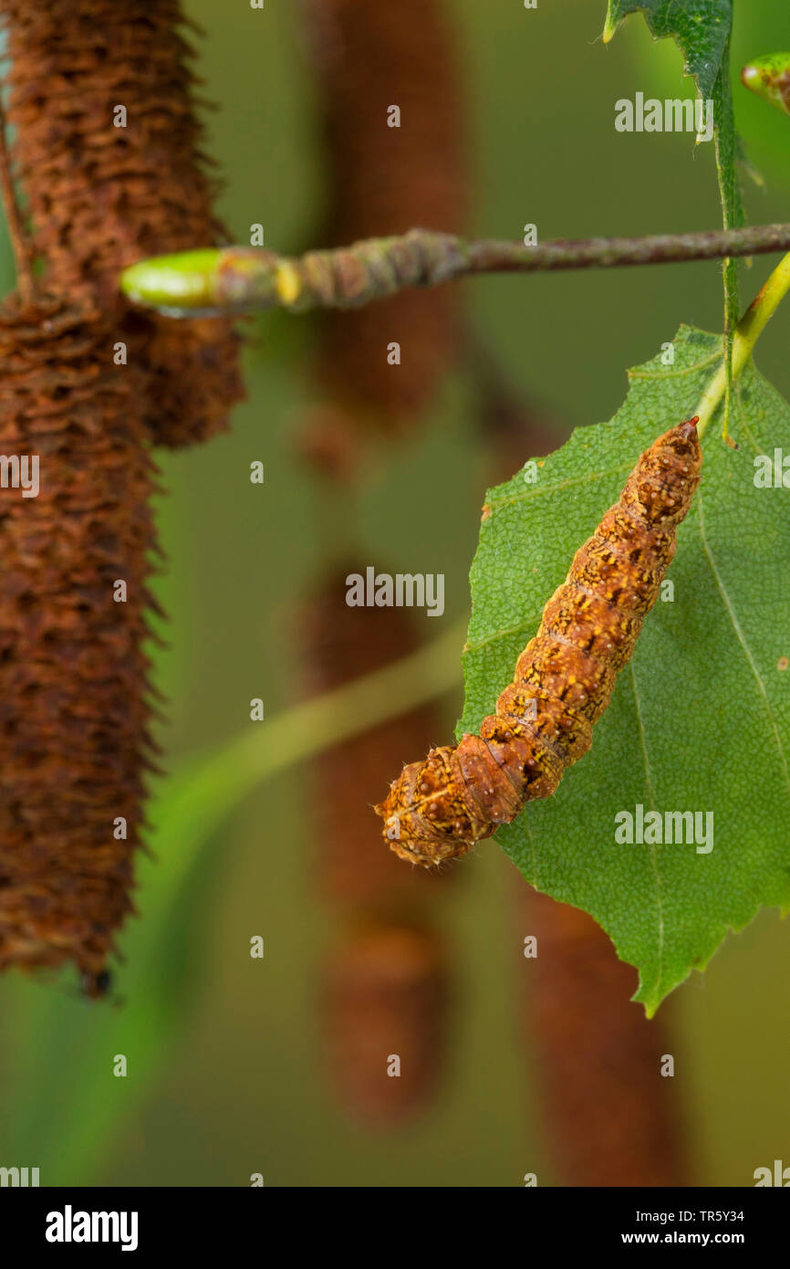Crochet festonnée (Falcaria lacertinaria-tip, Drepanum, lacertinaria Drepanum dimidiata), Caterpillar de manger au bouleau, vue de dessus, Allemagne Banque D'Images