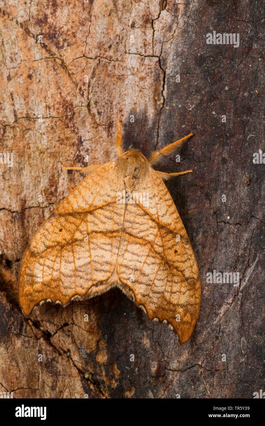 Crochet festonnée (Falcaria lacertinaria-tip, Drepanum, lacertinaria Drepanum dimidiata), imago à l'écorce, vue de dessus, Allemagne Banque D'Images