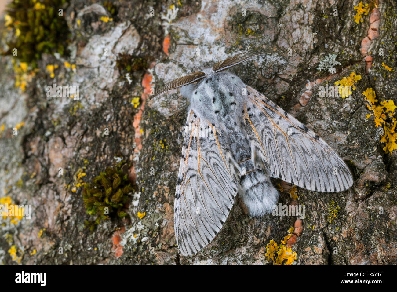 Puss moth (Cerura vinula, Dicranura vinula), imago à l'écorce, vue de dessus, Allemagne Banque D'Images