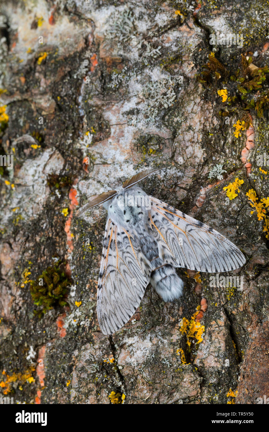 Puss moth (Cerura vinula, Dicranura vinula), imago à l'écorce, vue de dessus, Allemagne Banque D'Images