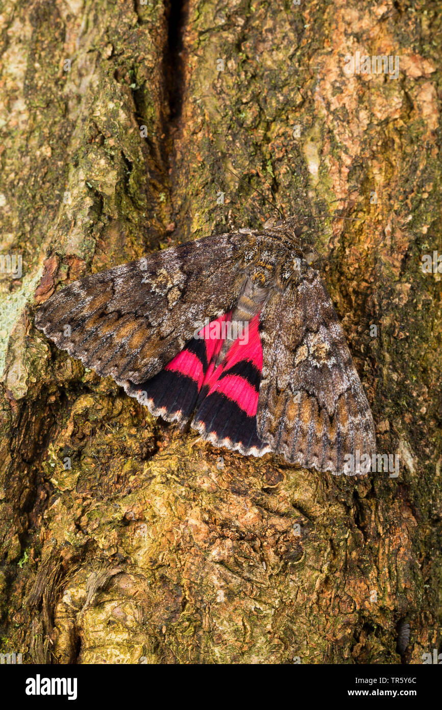 Dark crimson (Catocala sponsa), inago assis sur de l'écorce, Allemagne Banque D'Images