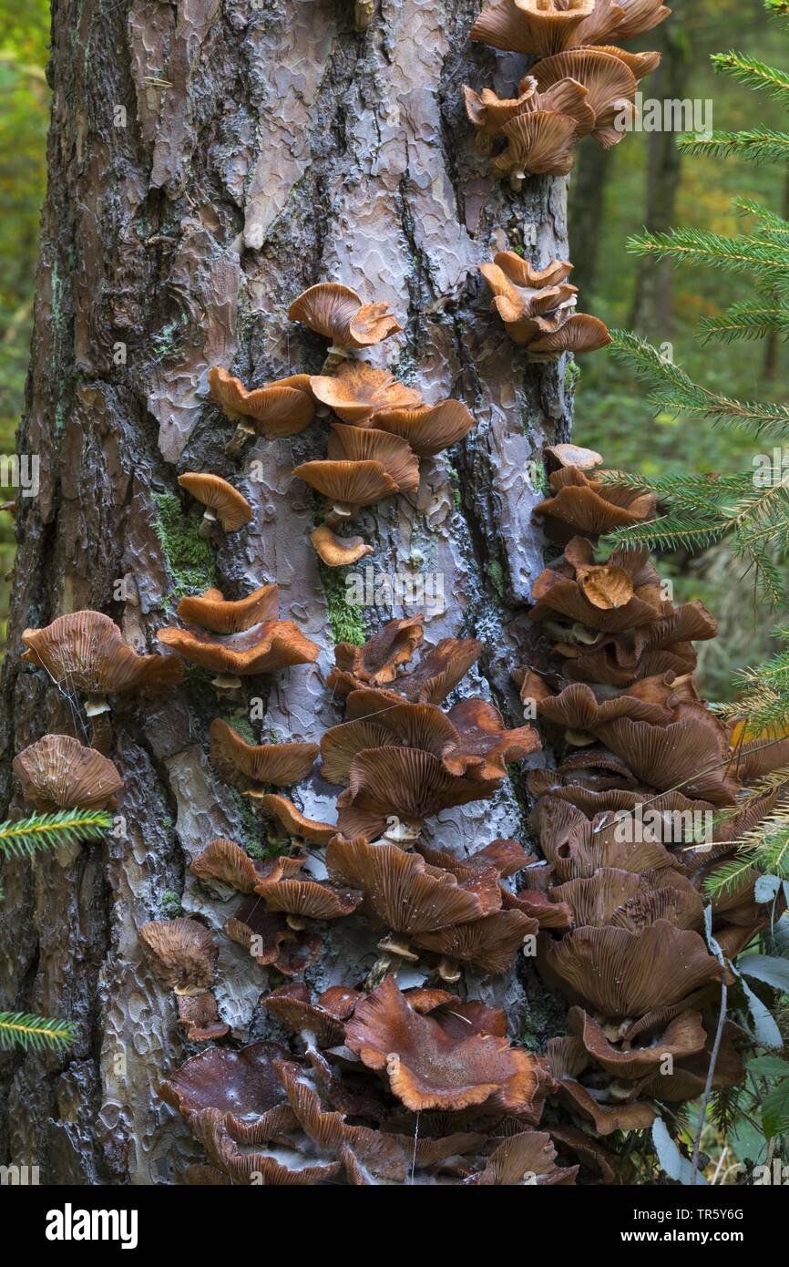 Miel foncé, Miel champignon Armillaria ostoyae (champignons, Armillariella polymyces solidipes, Armillaria), à un trunkf d'un pin, Allemagne Banque D'Images