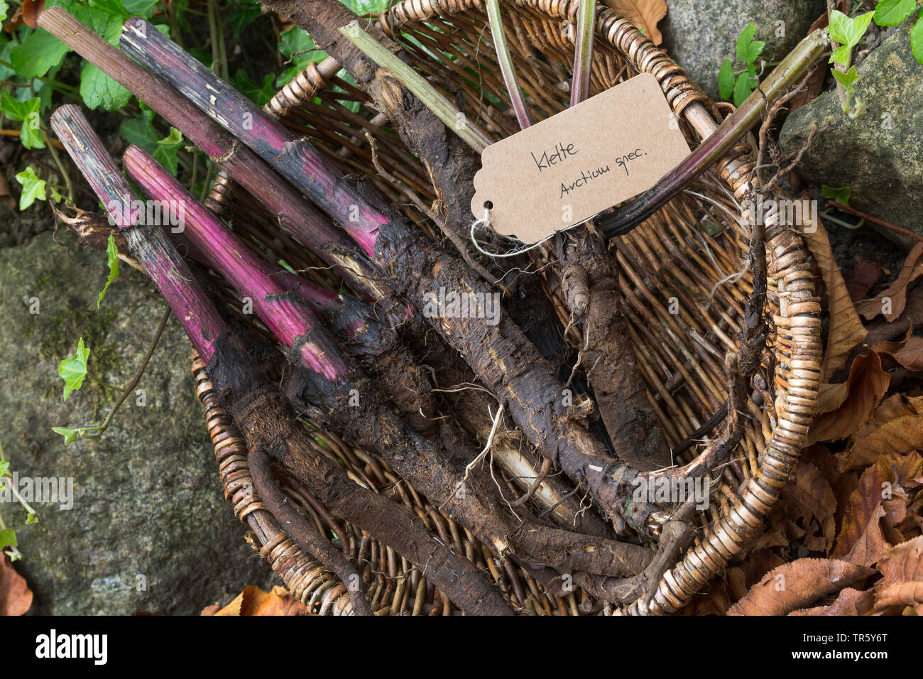 La bardane (Arctium spec.), recueilli la bardane racines avec étiquette, Allemagne Banque D'Images