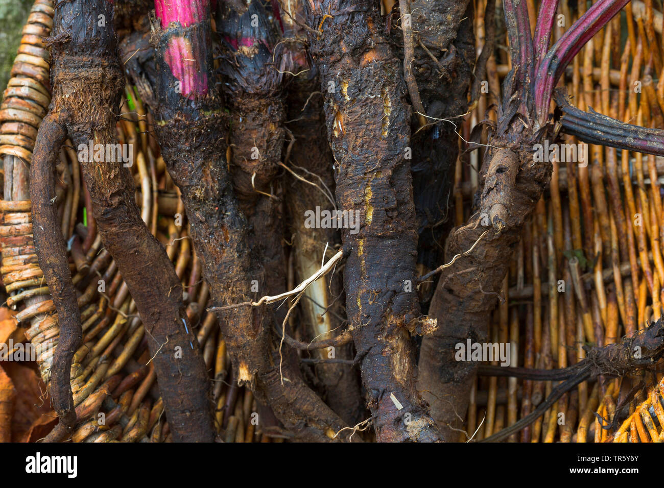 La bardane (Arctium spec.), recueilli la bardane racines avec étiquette, Allemagne Banque D'Images