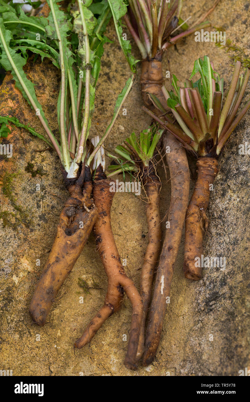 Le pissenlit officinal (Taraxacum officinale), racines de pissenlit recueillies avec étiquette, Allemagne Banque D'Images