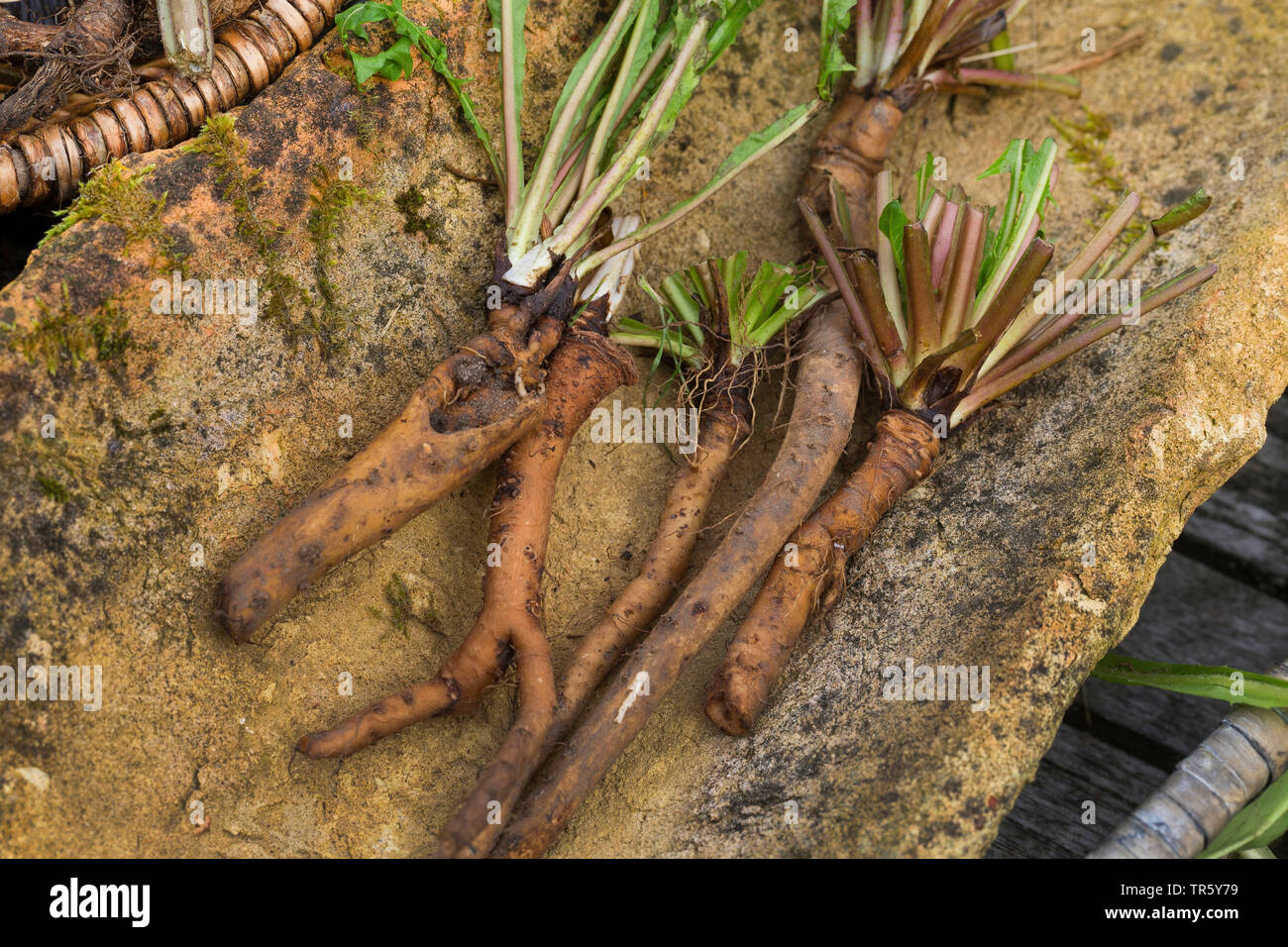 Le pissenlit officinal (Taraxacum officinale), racines de pissenlit recueillies avec étiquette, Allemagne Banque D'Images