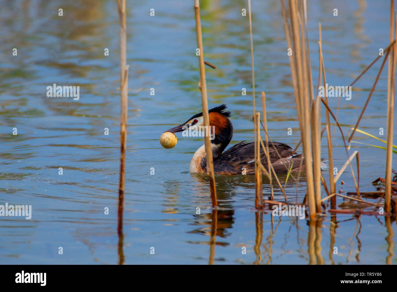 Grèbe huppé (Podiceps cristatus), disposer une coquille vide du nid, vue de côté, l'Allemagne, Bavière, Niederbayern, Basse-Bavière Banque D'Images